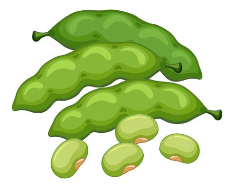 Dissenyat per Brgfx / Freepik - http://www.freepik.com Mongetes verdes amb i sense beina